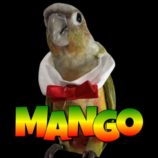 Mango Loving Life logo: Mango the green cheek conure